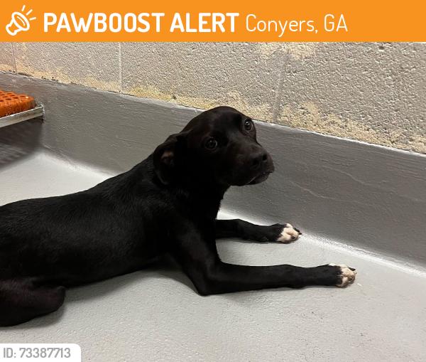 Found/Stray Unknown Dog last seen Located at Rockdale County Animal Service, 1506 Rockbridge Road, Conyers, GA 30012, Conyers, GA 30012