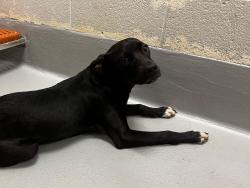 Found/Stray Unknown Dog last seen Located at Rockdale County Animal Service, 1506 Rockbridge Road, Conyers, GA 30012, Conyers, GA 30012