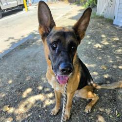 Shelter Stray Male Dog last seen Near BLK W. WILLOW ST. LONG BEACH CA 90806, 7700 E Spring St, Long Beach, CA 90815, USA