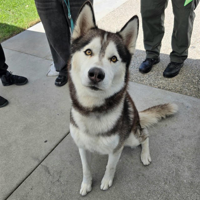 Shelter Stray Male Dog last seen Near BLOCK ATLANTIC AVE, LONG BEACH, CA 90805, 7700 E Spring St, Long Beach, CA 90815, USA