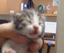 Shelter Stray Female Cat last seen COTTONWOOD LN/ELSIE AVE,95828, 3839 Bradshaw Rd, Sacramento, CA 95827, USA