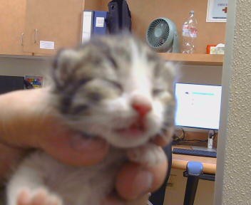 Shelter Stray Female Cat last seen COTTONWOOD LN/ELSIE AVE,95828, 3839 Bradshaw Rd, Sacramento, CA 95827, USA