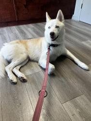 Found/Stray Male Dog last seen 23rd Ave Sw, Naples, FL, Collier County, FL 34116