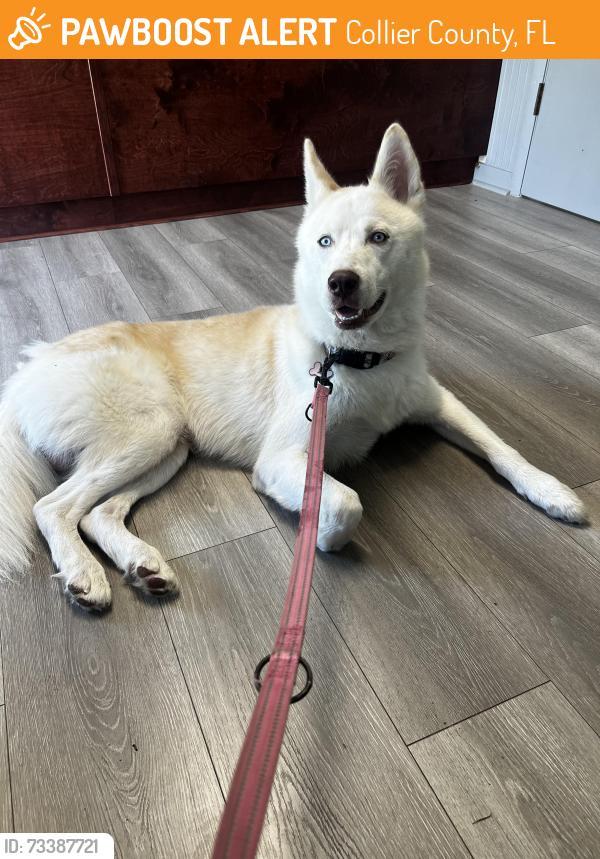 Found/Stray Male Dog last seen 23rd Ave Sw, Naples, FL, Collier County, FL 34116