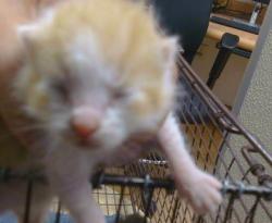 Shelter Stray Female Cat last seen COTTONWOOD LN/ELSIE AVE,95828, 3839 Bradshaw Rd, Sacramento, CA 95827, USA