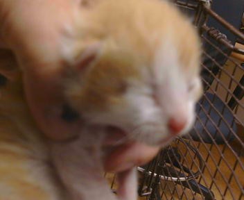 Shelter Stray Male Cat last seen COTTONWOOD LN/ELSIE AVE,95828, 3839 Bradshaw Rd, Sacramento, CA 95827, USA