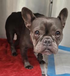 Shelter Stray Female Dog last seen , 14409 Vanowen St, Van Nuys, CA 91405, USA