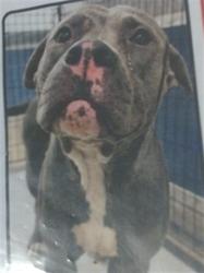 Shelter Stray Male Dog last seen LAS, 3599 NW 79th Ave, Doral, FL 33122, USA