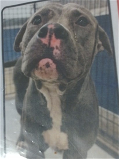 Shelter Stray Male Dog last seen LAS, 3599 NW 79th Ave, Doral, FL 33122, USA