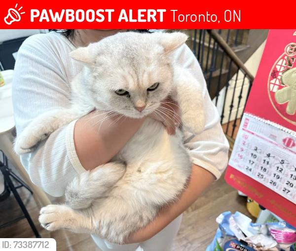 Lost Female Cat last seen lost at grenbeck Dr, Toronto, ON 