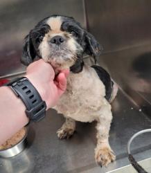 Shelter Stray Female Dog last seen Near BLOCK GREELEY ST, DETROIT MI 48203, 7401 Chrysler Dr, Detroit, MI 48211, USA