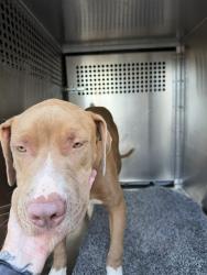 Shelter Stray Unknown Dog last seen Near BLOCK ARAPAHO LN, MUSTANG OK 73064, 2811 SE 29th St, Oklahoma City, OK 73129, USA