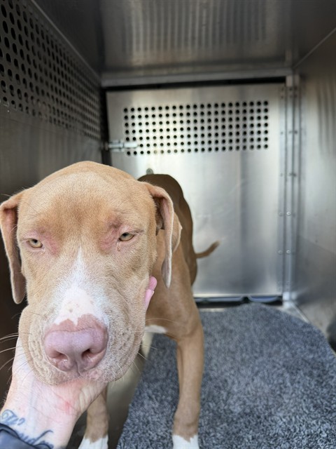Shelter Stray Unknown Dog last seen Near BLOCK ARAPAHO LN, MUSTANG OK 73064, 2811 SE 29th St, Oklahoma City, OK 73129, USA