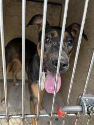 Shelter Stray Unknown Dog last seen Near BLOCK N KELHAM AVE, OKLAHOMA CITY OK 73111, 2811 SE 29th St, Oklahoma City, OK 73129, USA