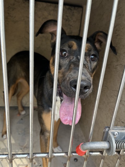 Shelter Stray Unknown Dog last seen Near BLOCK N KELHAM AVE, OKLAHOMA CITY OK 73111, 2811 SE 29th St, Oklahoma City, OK 73129, USA