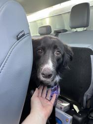 Shelter Stray Unknown Dog last seen Near BLOCK N COUNCIL RD, OKLAHOMA CITY OK 73162, 2811 SE 29th St, Oklahoma City, OK 73129, USA