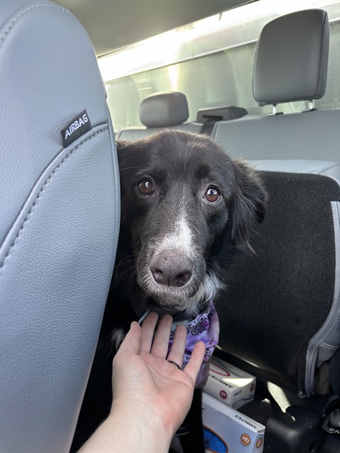 Shelter Stray Unknown Dog last seen Near BLOCK N COUNCIL RD, OKLAHOMA CITY OK 73162, 2811 SE 29th St, Oklahoma City, OK 73129, USA