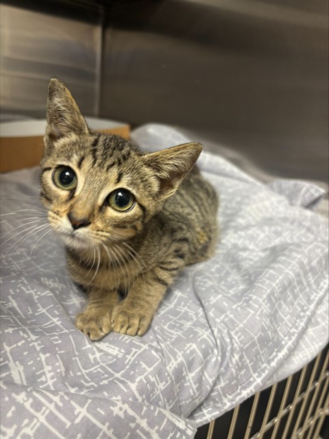 Shelter Stray Female Cat last seen \2551 E HALLANDALE BLVD, HALLANDALE FL 33009, 2400 SW 42nd St, Fort Lauderdale, FL 33312, USA