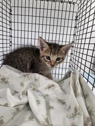 Shelter Stray Male Cat last seen Near BLOCK BRANDYWINE DR S, MARGATE FL 33063, 2400 SW 42nd St, Fort Lauderdale, FL 33312, USA