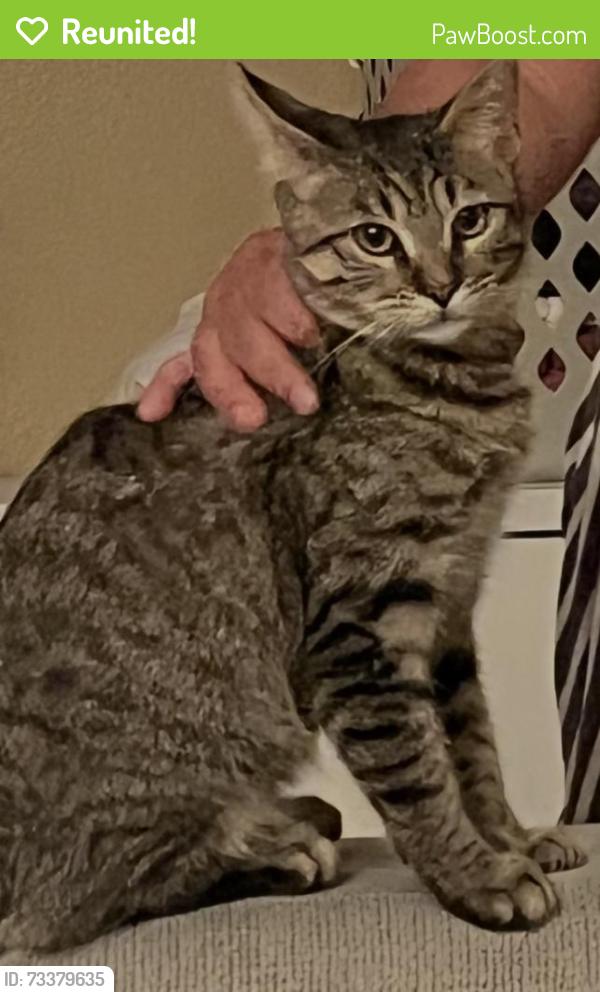 Reunited Male Cat last seen 11th and Willow Street, Oakland, CA 94607
