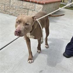 Shelter Stray Male Dog last seen , 11258 Garfield Ave, Downey, CA 90242, USA