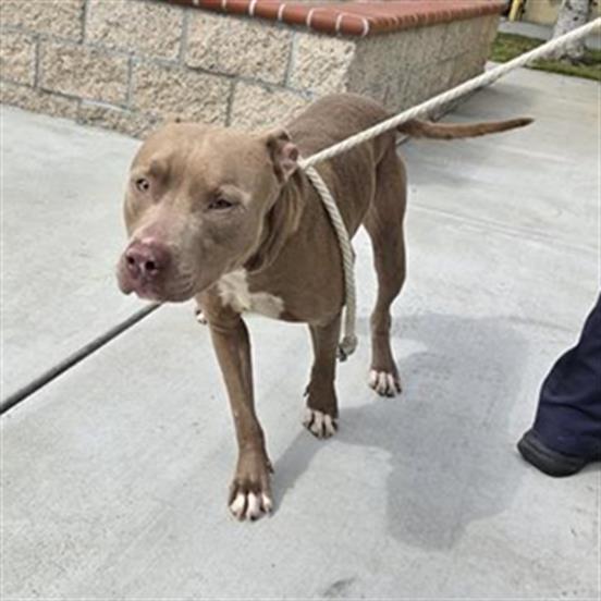 Shelter Stray Male Dog last seen , 11258 Garfield Ave, Downey, CA 90242, USA