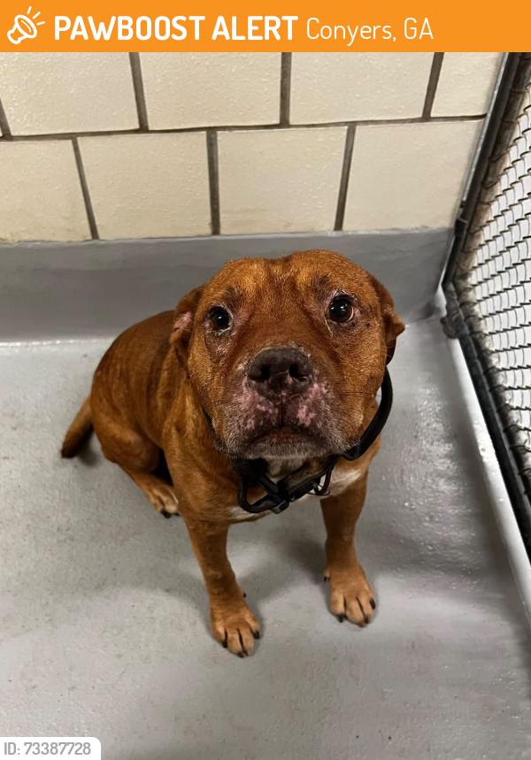 Found/Stray Unknown Dog last seen Located at Rockdale County Animal Service, 1506 Rockbridge Road, Conyers, GA 30012, Conyers, GA 30012