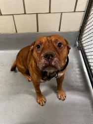 Found/Stray Unknown Dog last seen Located at Rockdale County Animal Service, 1506 Rockbridge Road, Conyers, GA 30012, Conyers, GA 30012