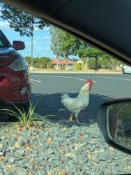 Found/Stray Male Bird last seen Occc, Oklahoma City, OK 73159