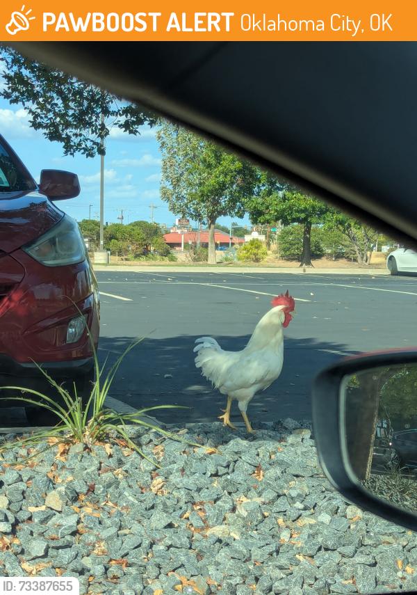 Found/Stray Male Bird last seen Occc, Oklahoma City, OK 73159