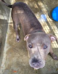 Shelter Stray Male Dog last seen , 1850 W 60th St, Los Angeles, CA 90047, USA