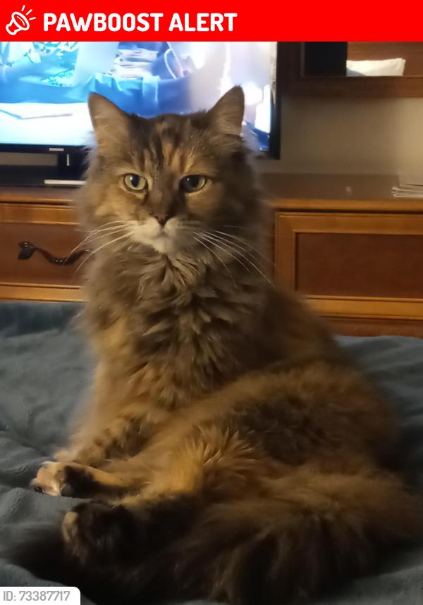 Lost Female Cat last seen Larrabee State Park campground site T19, Whatcom County, WA 98229