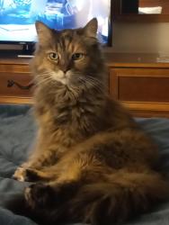 Lost Female Cat last seen Larrabee State Park campground site T19, Whatcom County, WA 98229