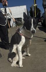 Found/Stray Female Dog last seen Prospect Avenue and Ford Avenue, Redondo Beach, CA 90278