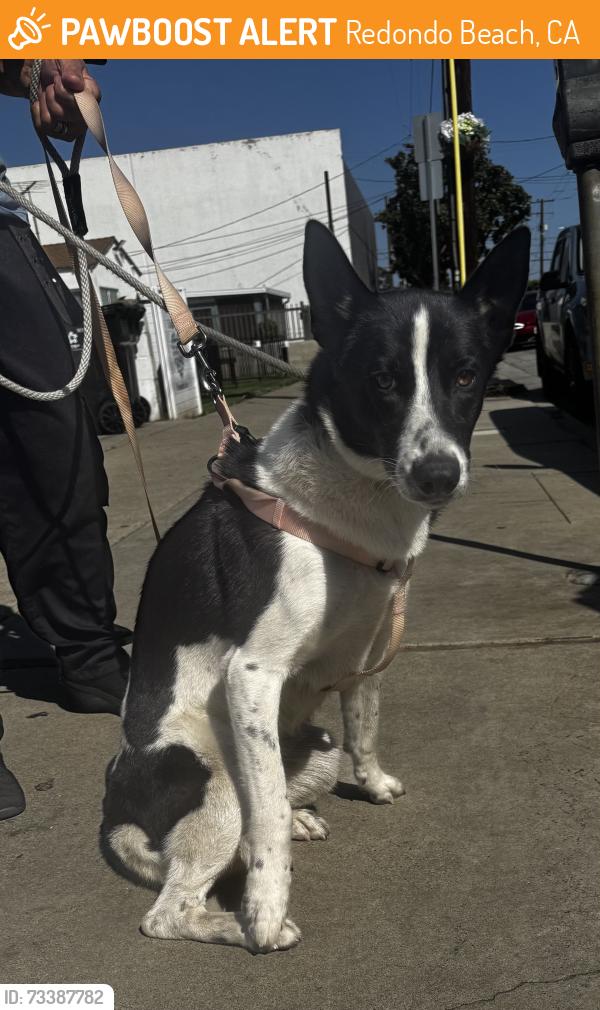 Found/Stray Female Dog last seen Prospect Avenue and Ford Avenue, Redondo Beach, CA 90278