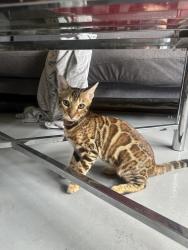 Reunited Female Cat last seen Near Backlick rd, Springfield, VA 22150