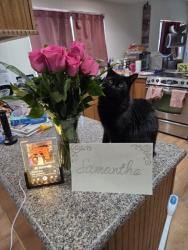 Lost Male Cat last seen bellair community, Glendale, AZ 85308