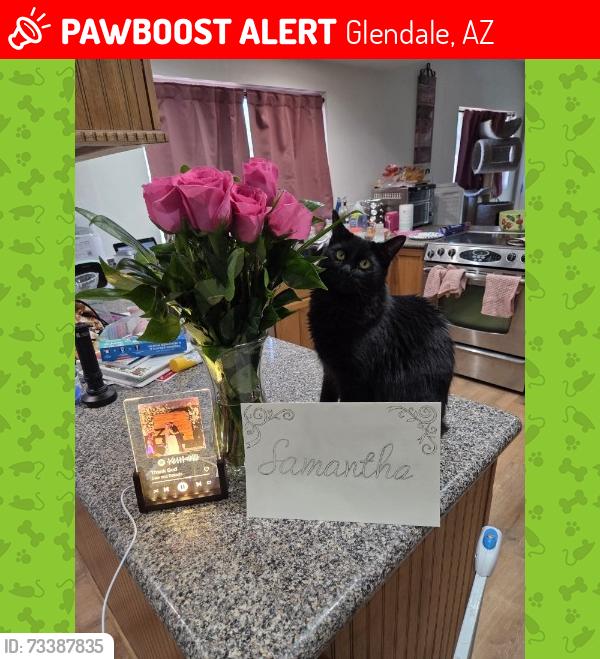 Lost Male Cat last seen bellair community, Glendale, AZ 85308