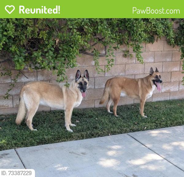 Reunited Unknown Dog last seen Pourroy and Auld, French Valley, CA 92596