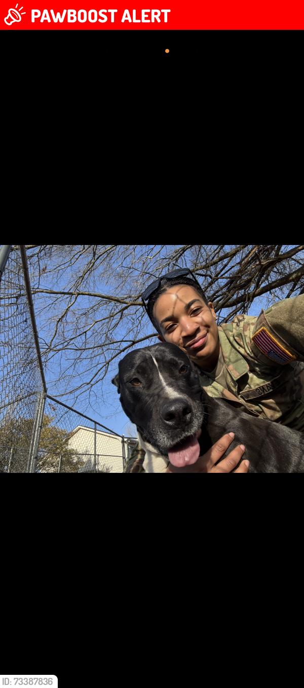 Lost Female Dog last seen Sunlight Baptist Church, Oglethorpe County, GA 30628