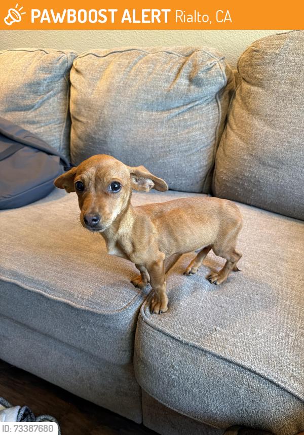 Found/Stray Male Dog last seen West Tullock Street, Rialto, CA, Rialto, CA 92376