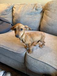Found/Stray Male Dog last seen West Tullock Street, Rialto, CA, Rialto, CA 92376