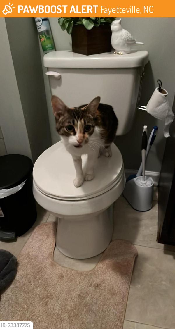 Found/Stray Unknown Cat last seen West Area Elementary School, Fayetteville, NC 28301