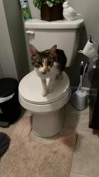Found/Stray Unknown Cat last seen West Area Elementary School, Fayetteville, NC 28301