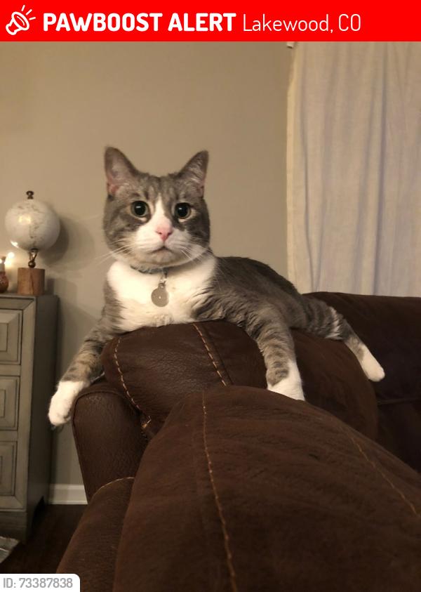 Lost Male Cat last seen S kline way and s lee st, Lakewood, CO 80232