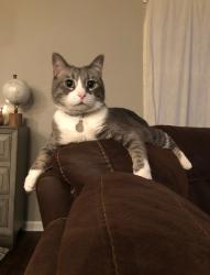 Lost Male Cat last seen S kline way and s lee st, Lakewood, CO 80232