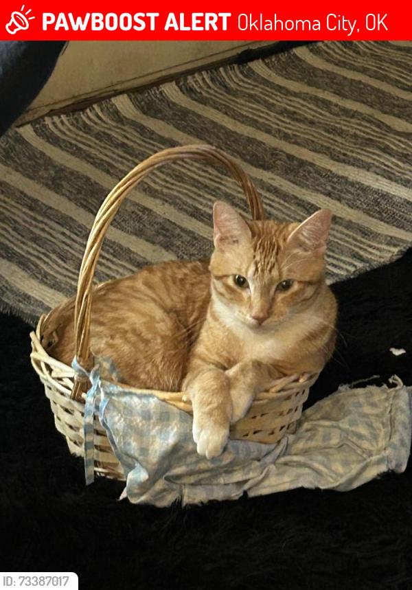 Lost Male Cat last seen Nw 16 Meridian and Ann arbor, Oklahoma City, OK 73127