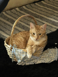 Lost Male Cat last seen Nw 16 Meridian and Ann arbor, Oklahoma City, OK 73127