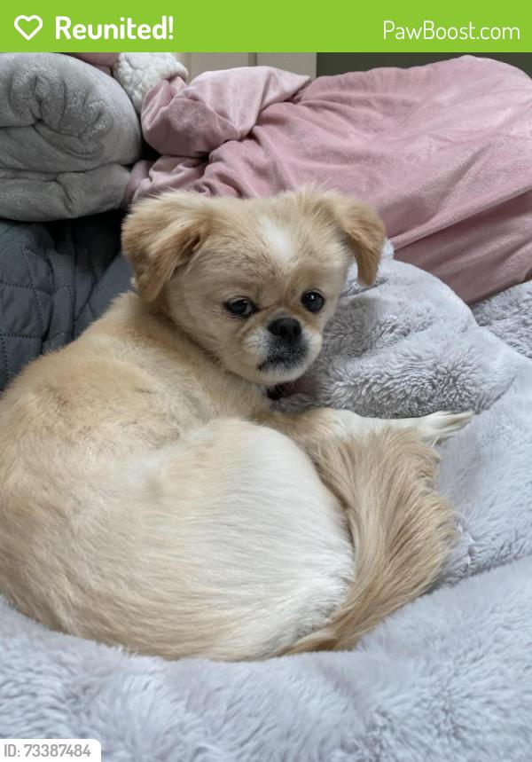 Reunited Female Dog last seen Merrill and Roger’s, Lowell, MA 01852