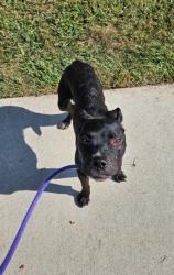 Shelter Stray Male Dog last seen RAL on Druid Park drive., 21211, MD, 2490 Giles Rd, Baltimore, MD 21225, USA